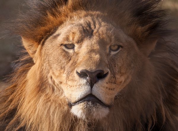 International Fund for Animal Welfare