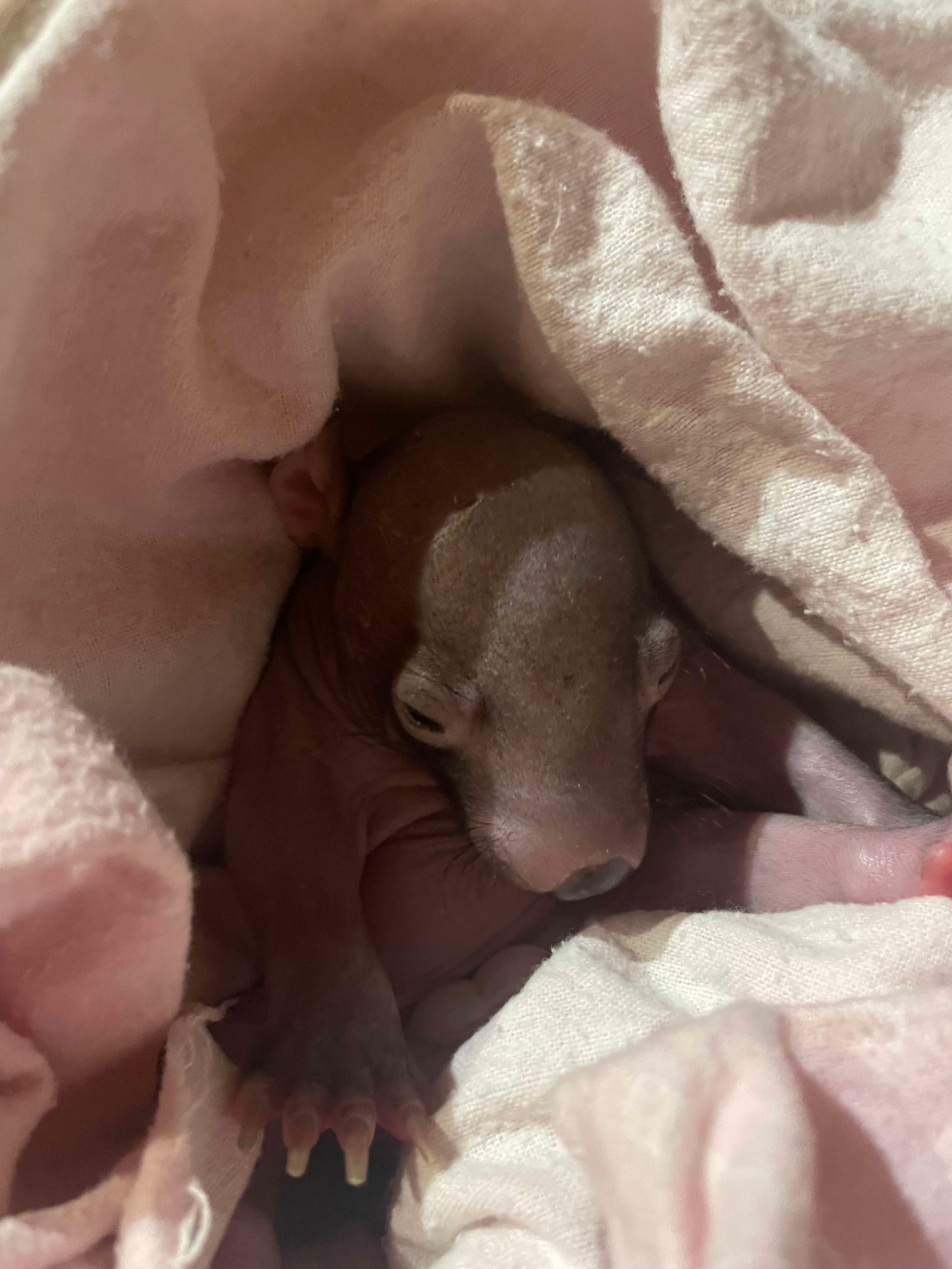 LAOKO Snowy Mountains Wildlife Rescue