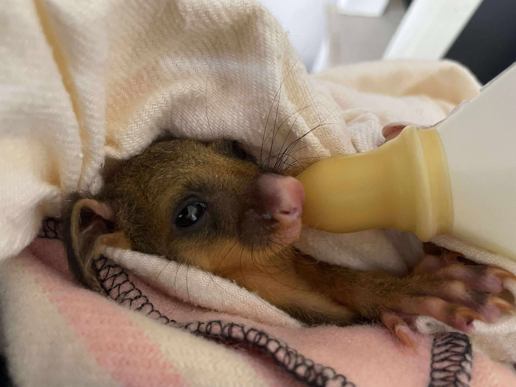 LAOKO Snowy Mountains Wildlife Rescue