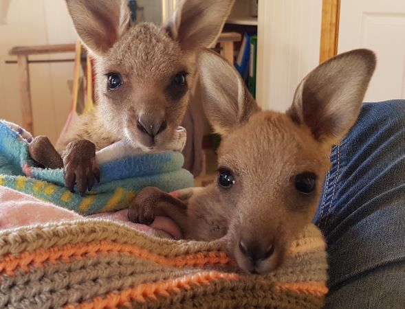 LAOKO Snowy Mountains Wildlife Rescue