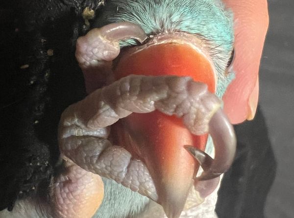 Rickies Parrot Rescue and Sanctuary of Florida