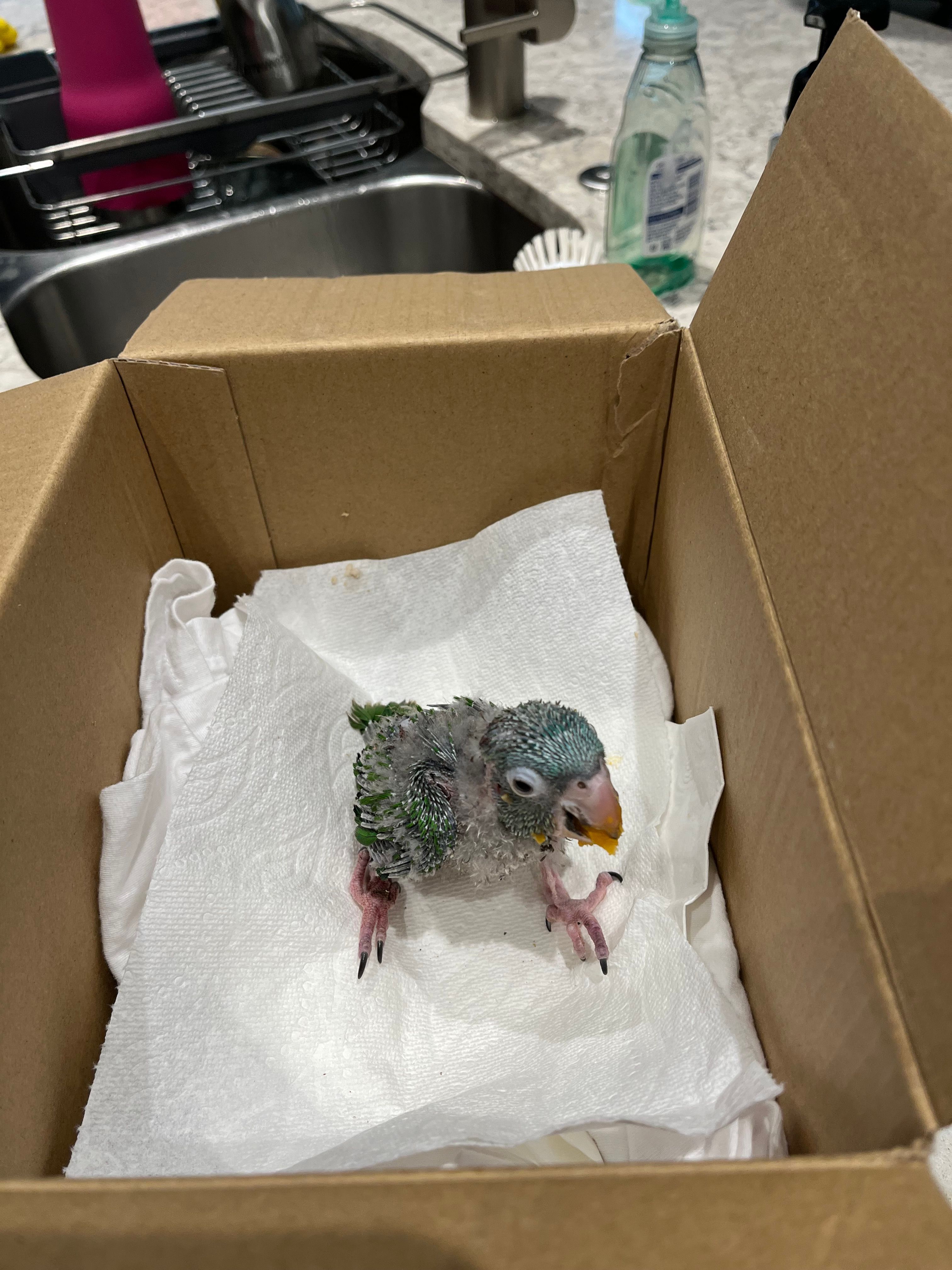 Rickies Parrot Rescue and Sanctuary of Florida