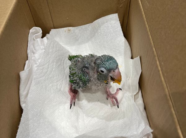 Rickies Parrot Rescue and Sanctuary of Florida