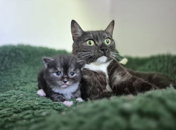 Celia Hammond Animal Trust