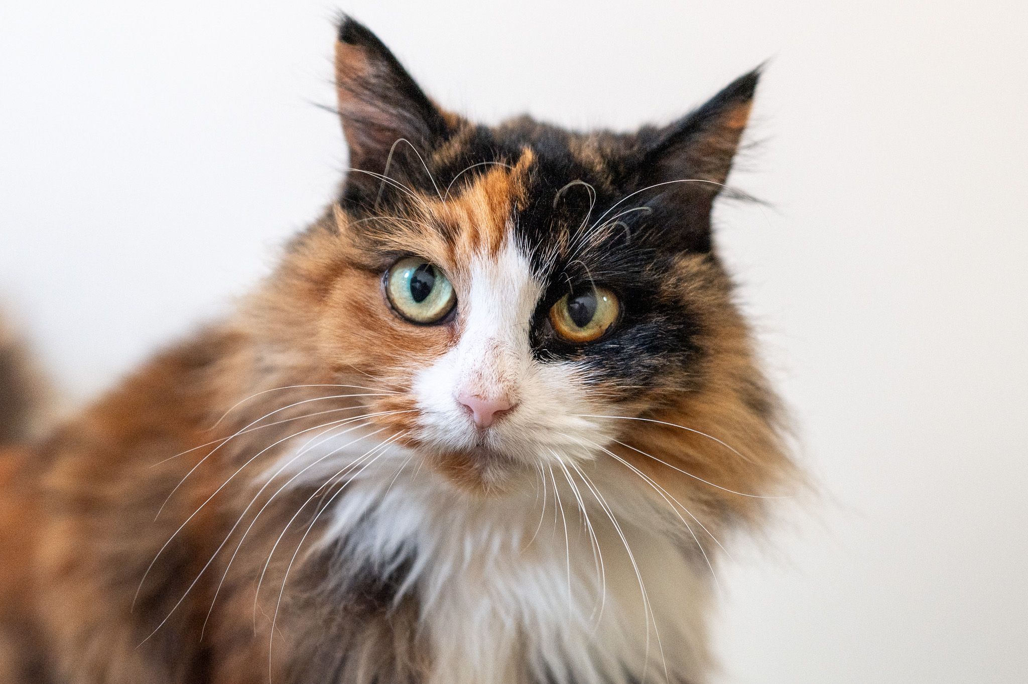 Celia Hammond Animal Trust