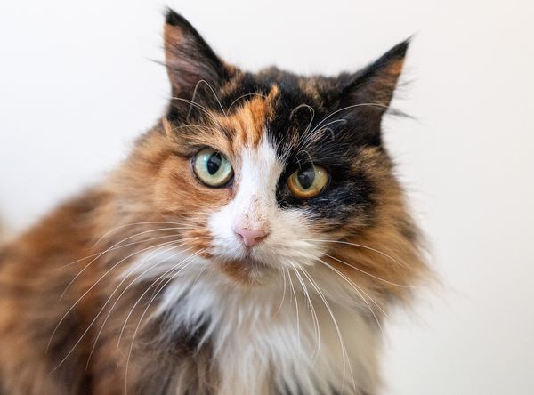 Celia Hammond Animal Trust