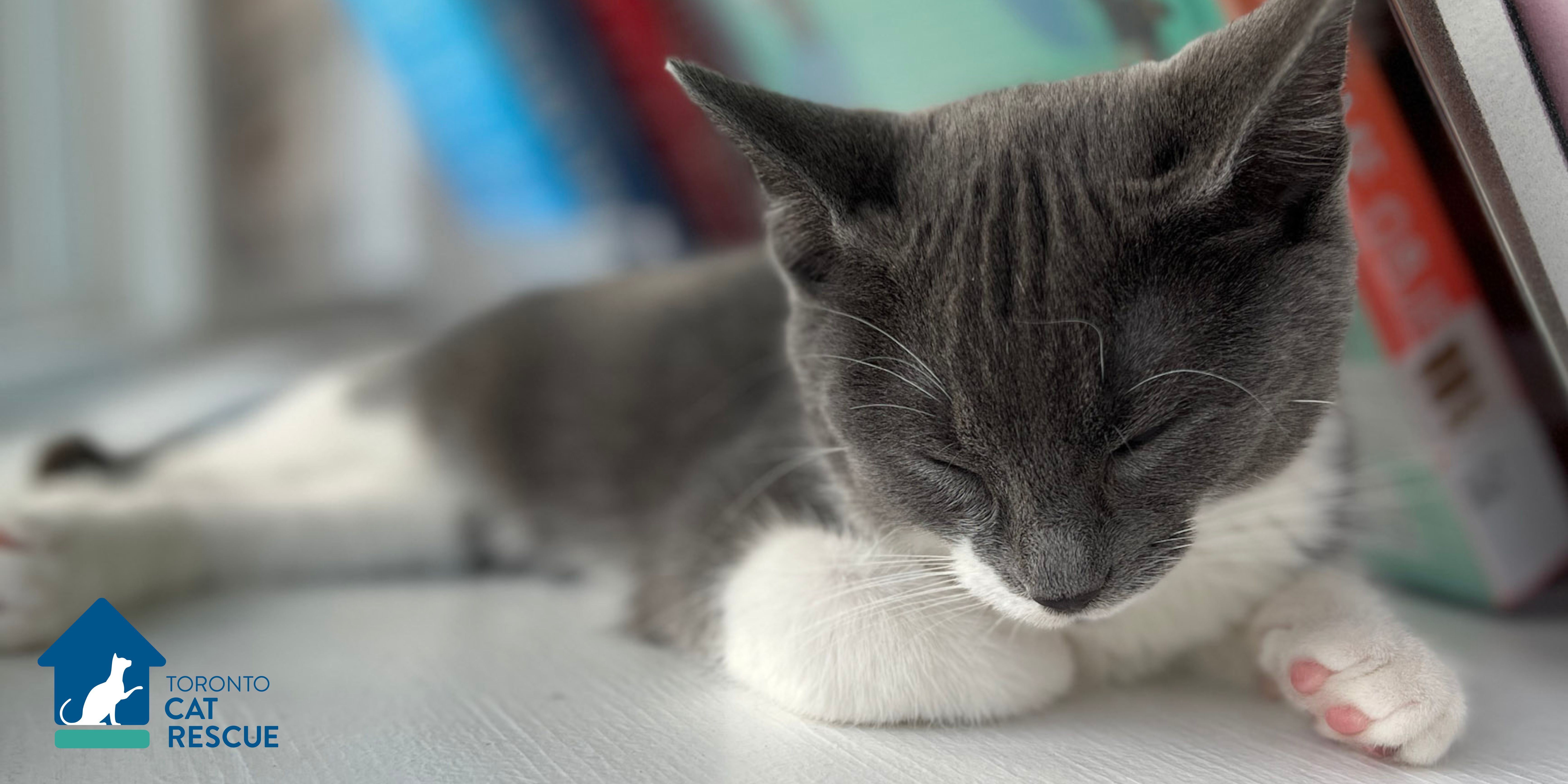 Toronto Cat Rescue
