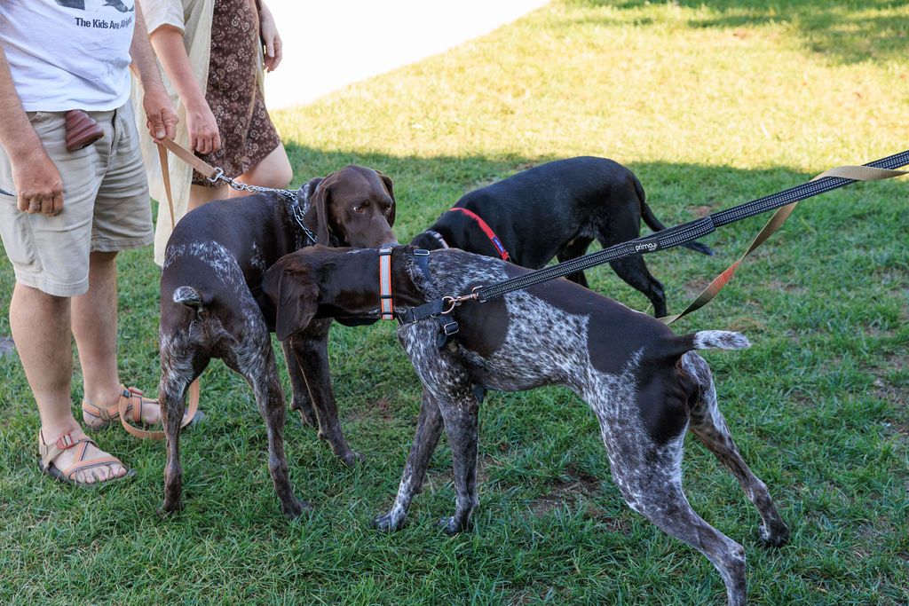 All Points West GSP Rescue