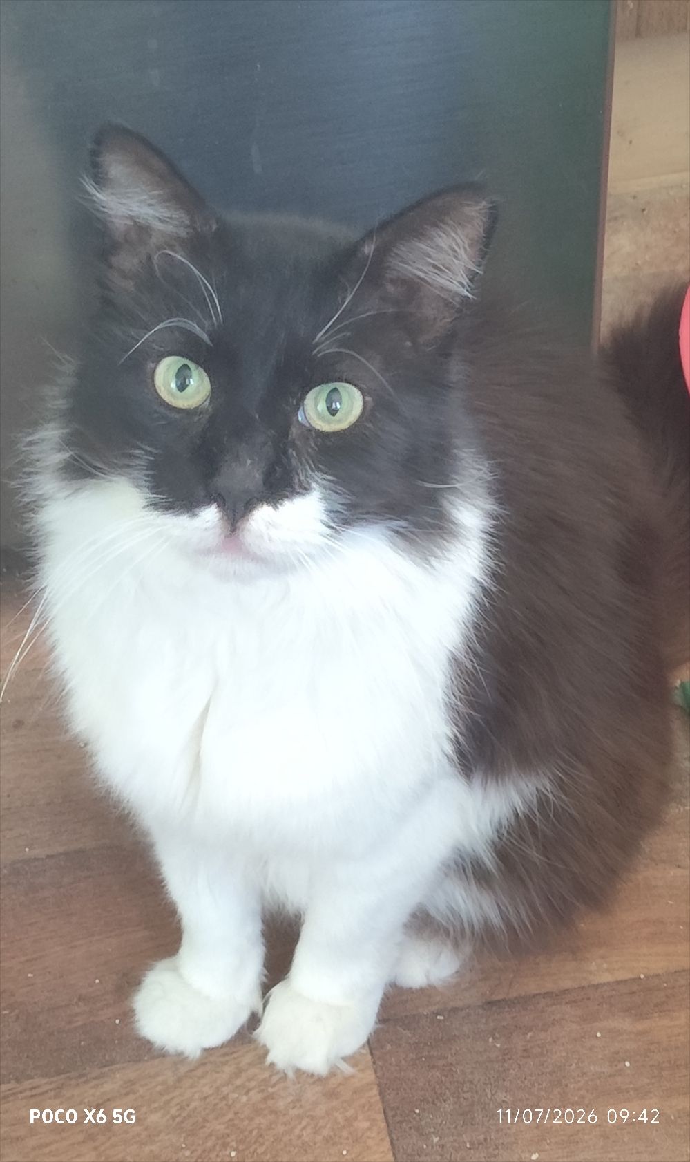 Cyprus Cats Rescue