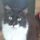 Cyprus Cats Rescue