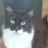 Cyprus Cats Rescue
