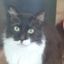 Cyprus Cats Rescue