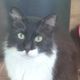 Cyprus Cats Rescue