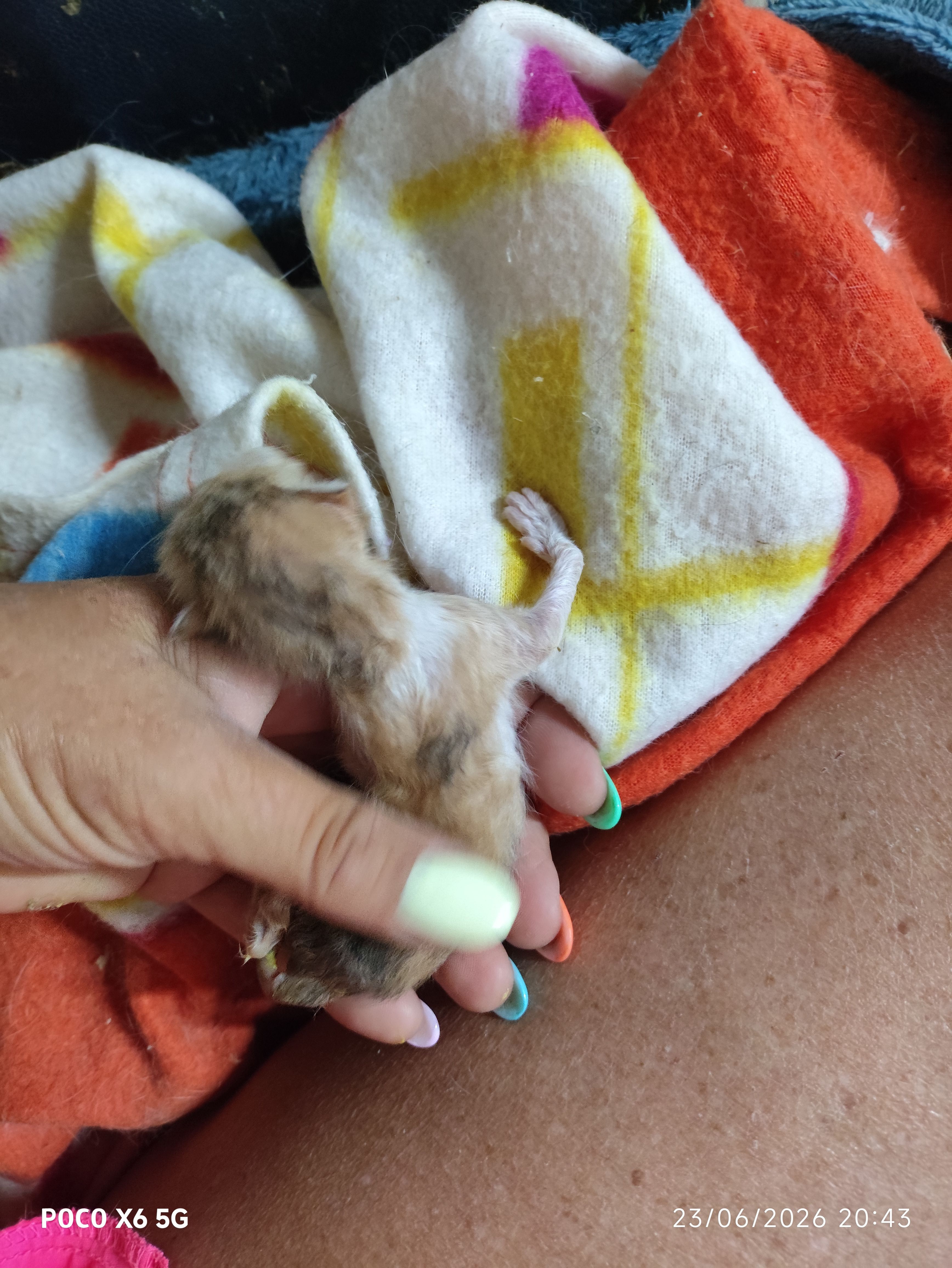 Cyprus Cats Rescue