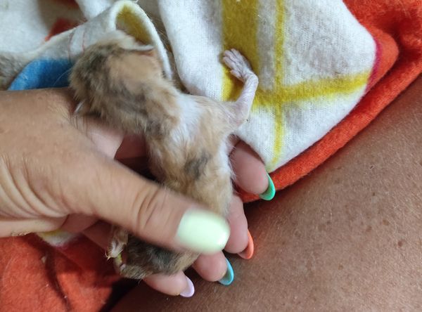 Cyprus Cats Rescue