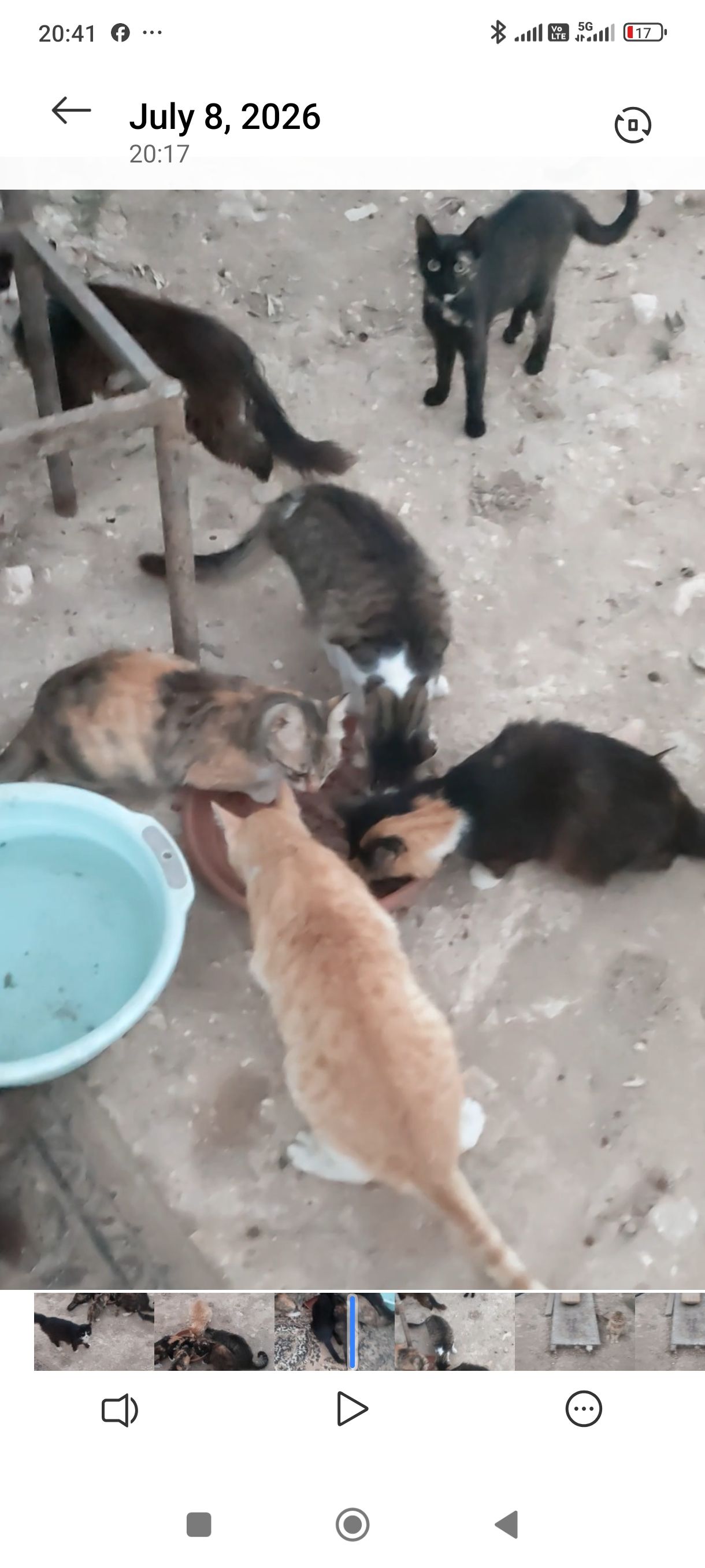 Cyprus Cats Rescue