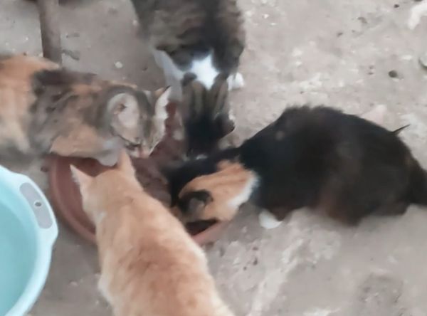 Cyprus Cats Rescue