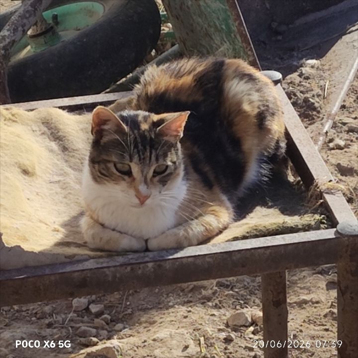Cyprus Cats Rescue