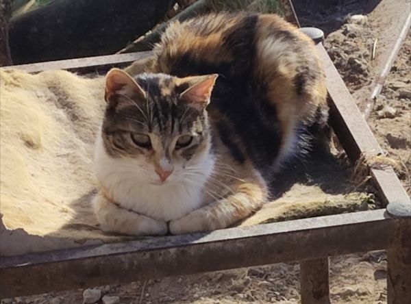 Cyprus Cats Rescue