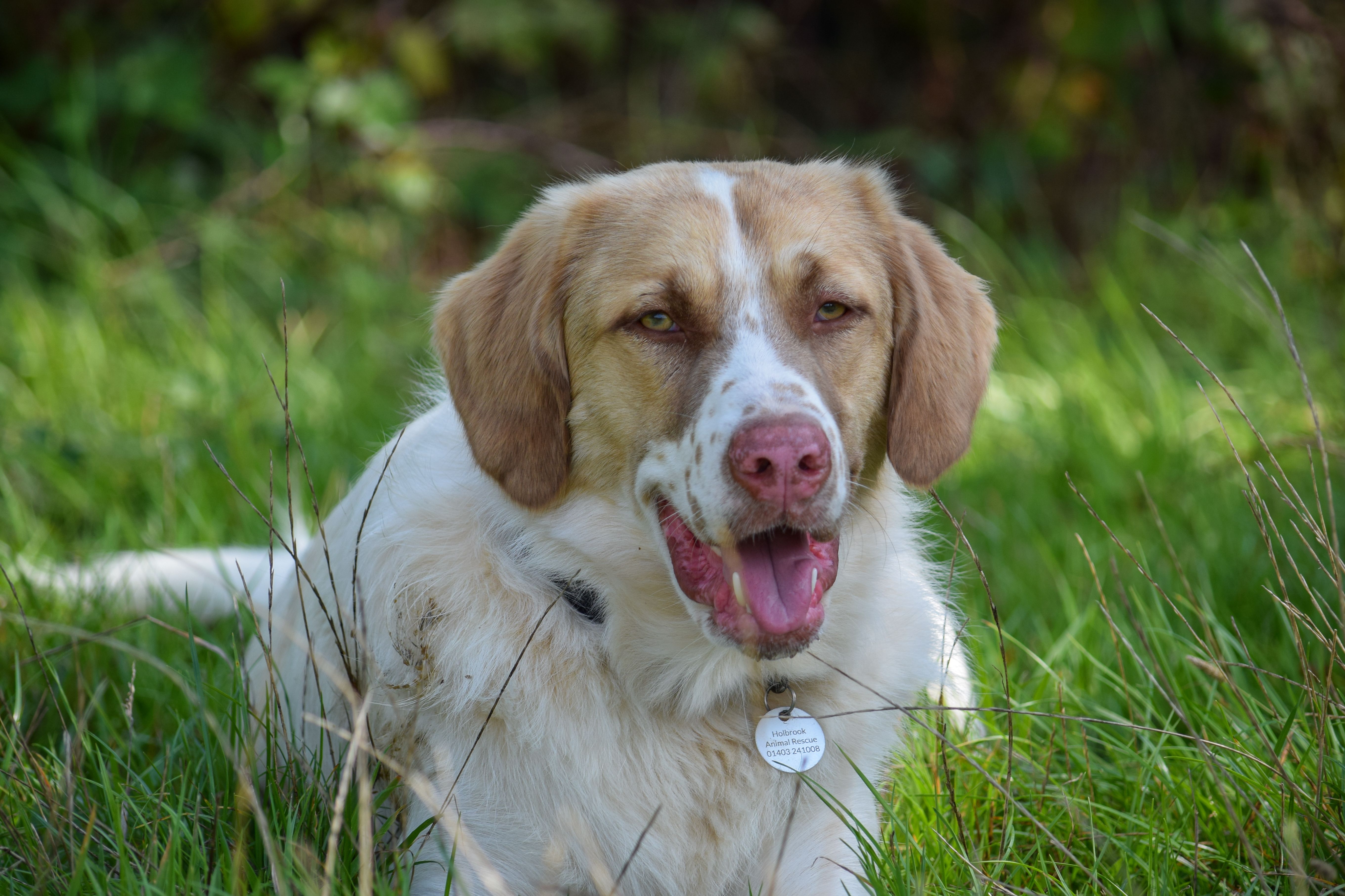 Holbrook Animal Rescue