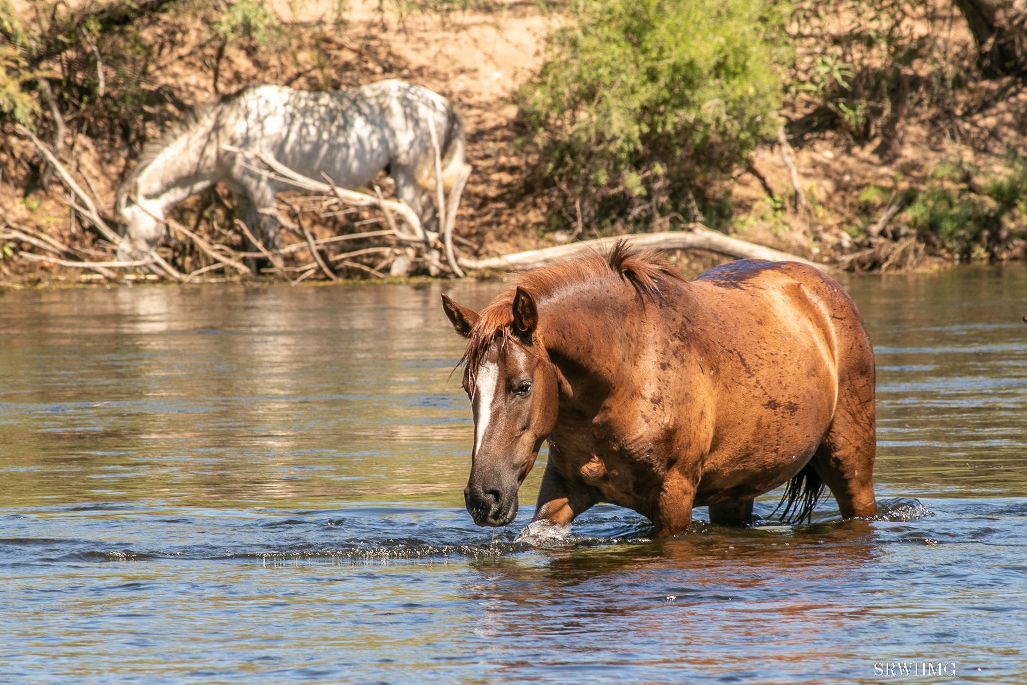 Salt River Wild Horse Management