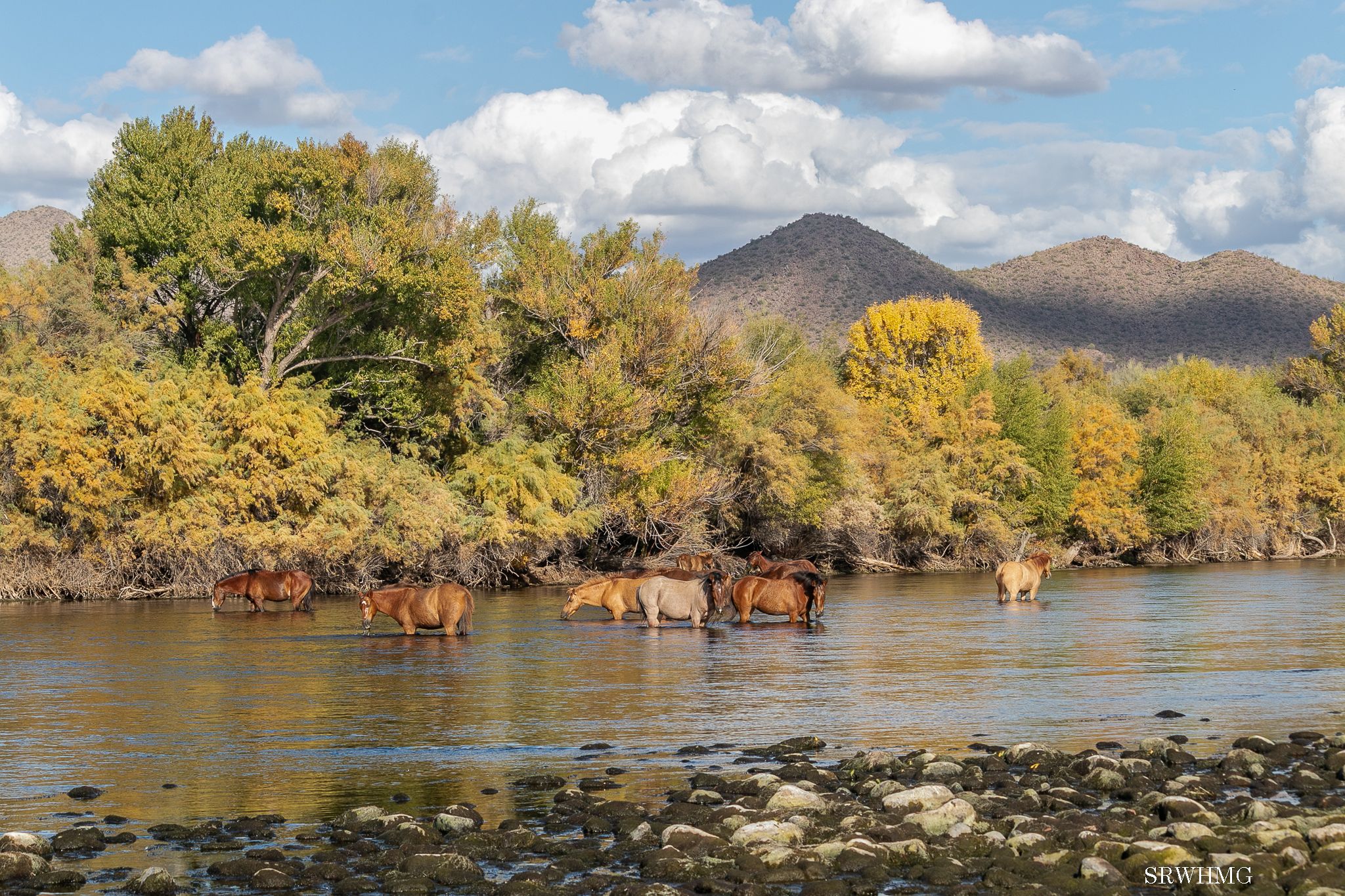 Salt River Wild Horse Management