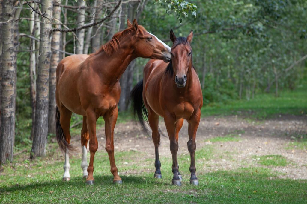 Bear Valley Horse Rescue