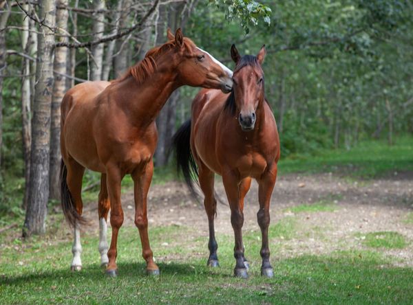 Bear Valley Horse Rescue