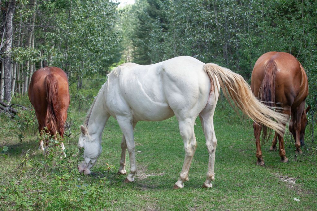 Bear Valley Horse Rescue