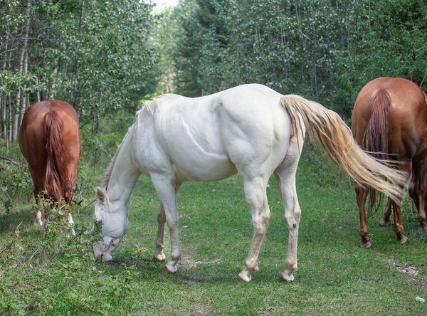 Bear Valley Horse Rescue