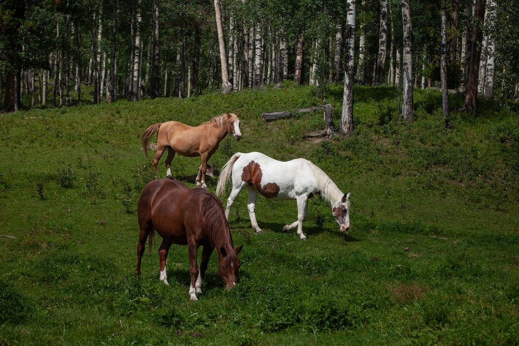 Bear Valley Horse Rescue