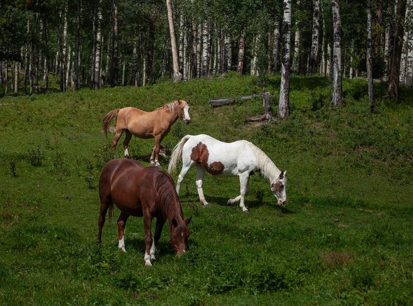 Bear Valley Horse Rescue