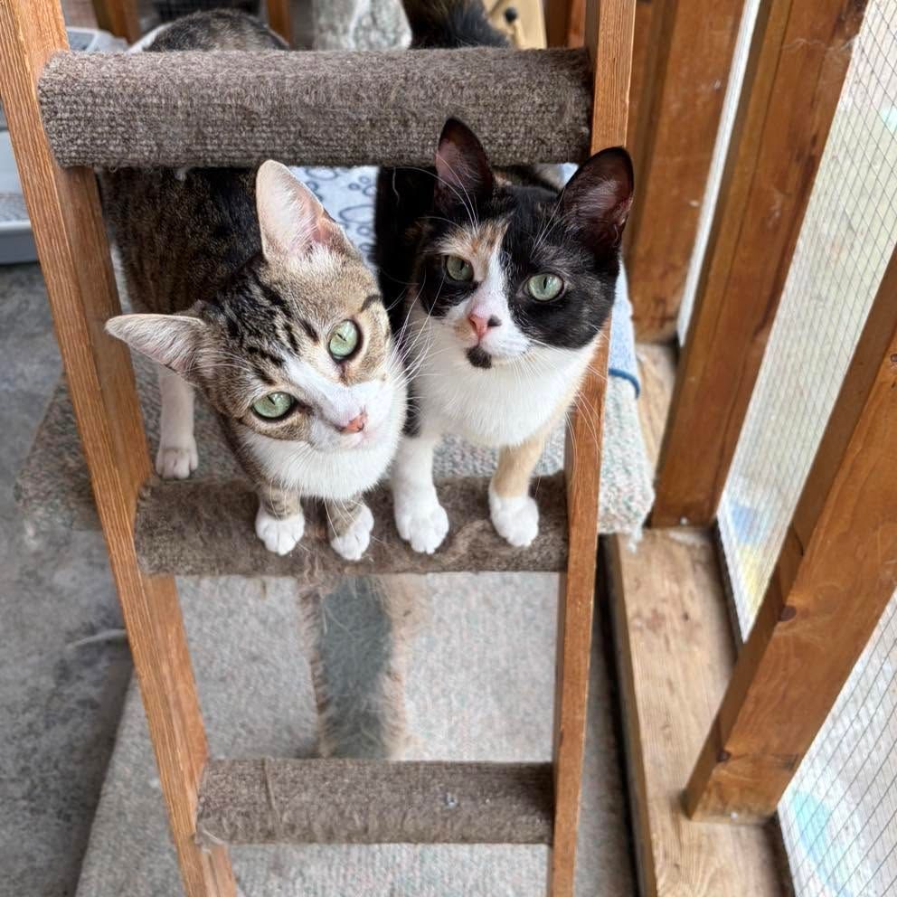 The Chilliwack Animal Safe Haven Society