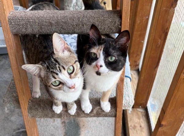 The Chilliwack Animal Safe Haven Society