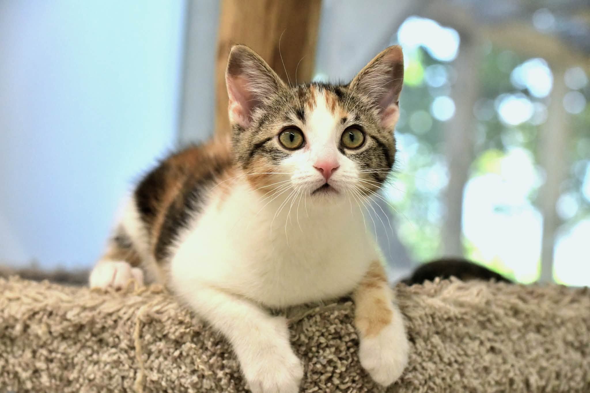 The Chilliwack Animal Safe Haven Society