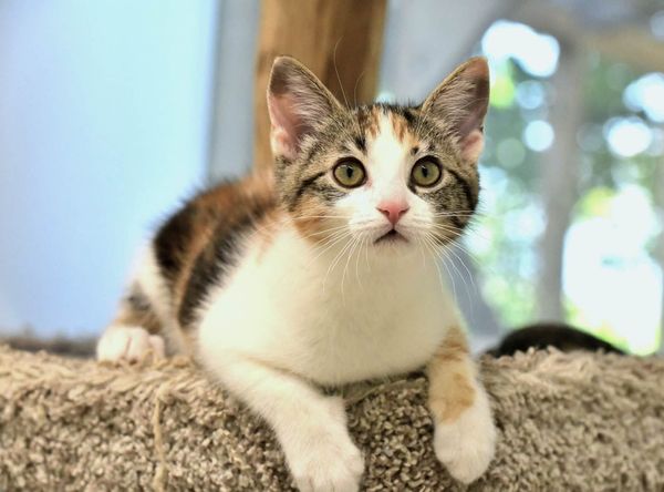 The Chilliwack Animal Safe Haven Society