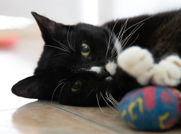 The Chilliwack Animal Safe Haven Society