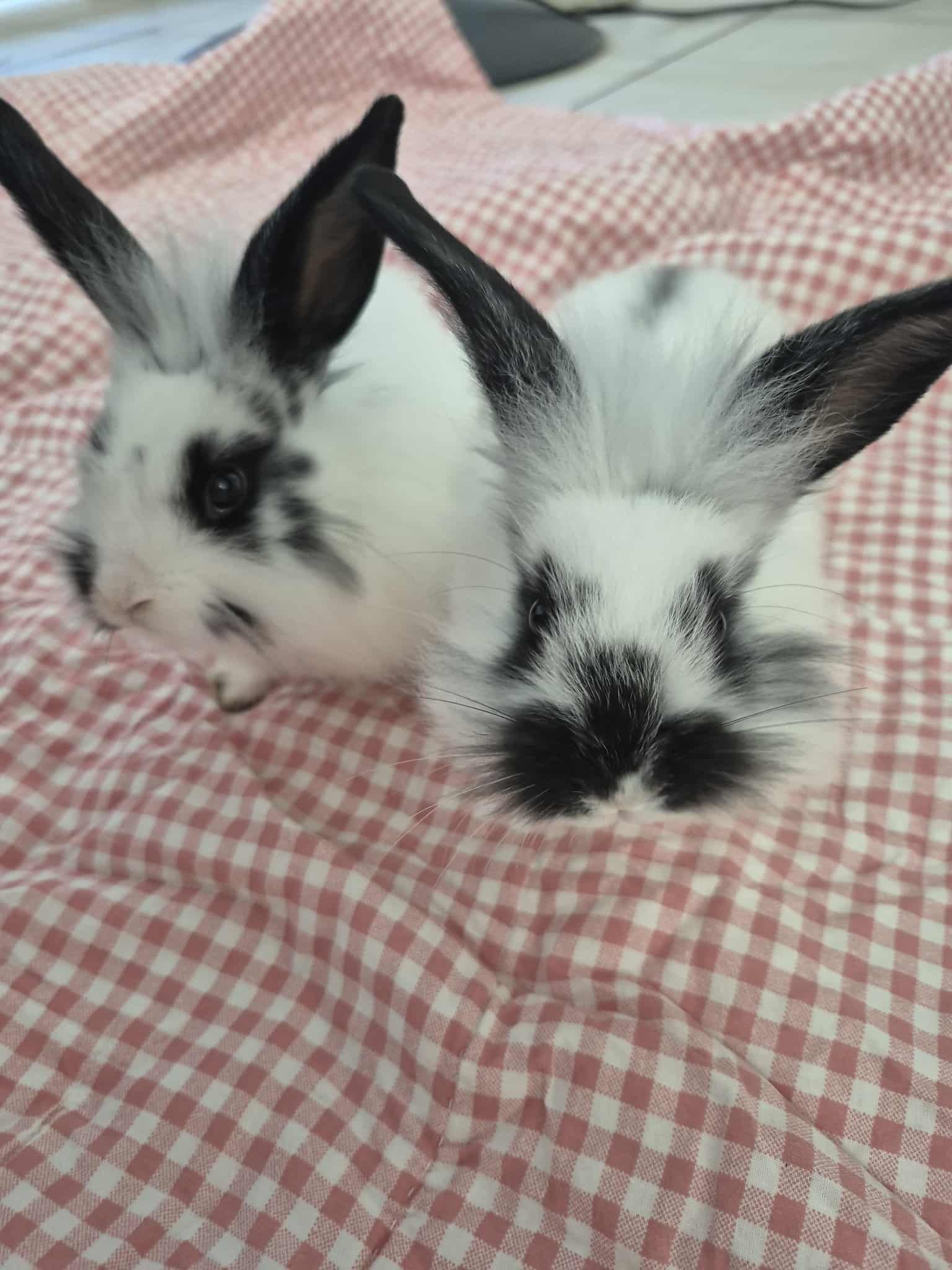 Lowell Humane Society