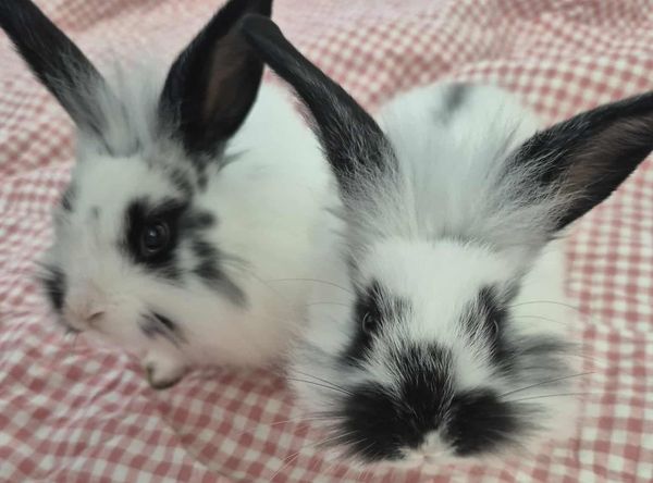 Lowell Humane Society