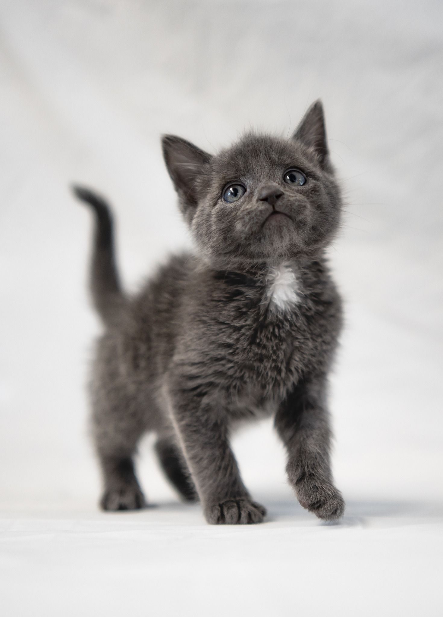 Lowell Humane Society