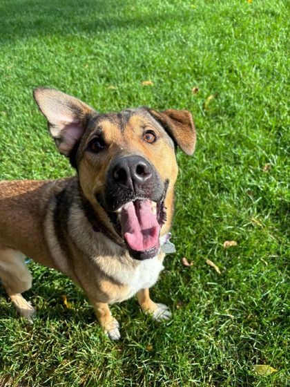 Lowell Humane Society