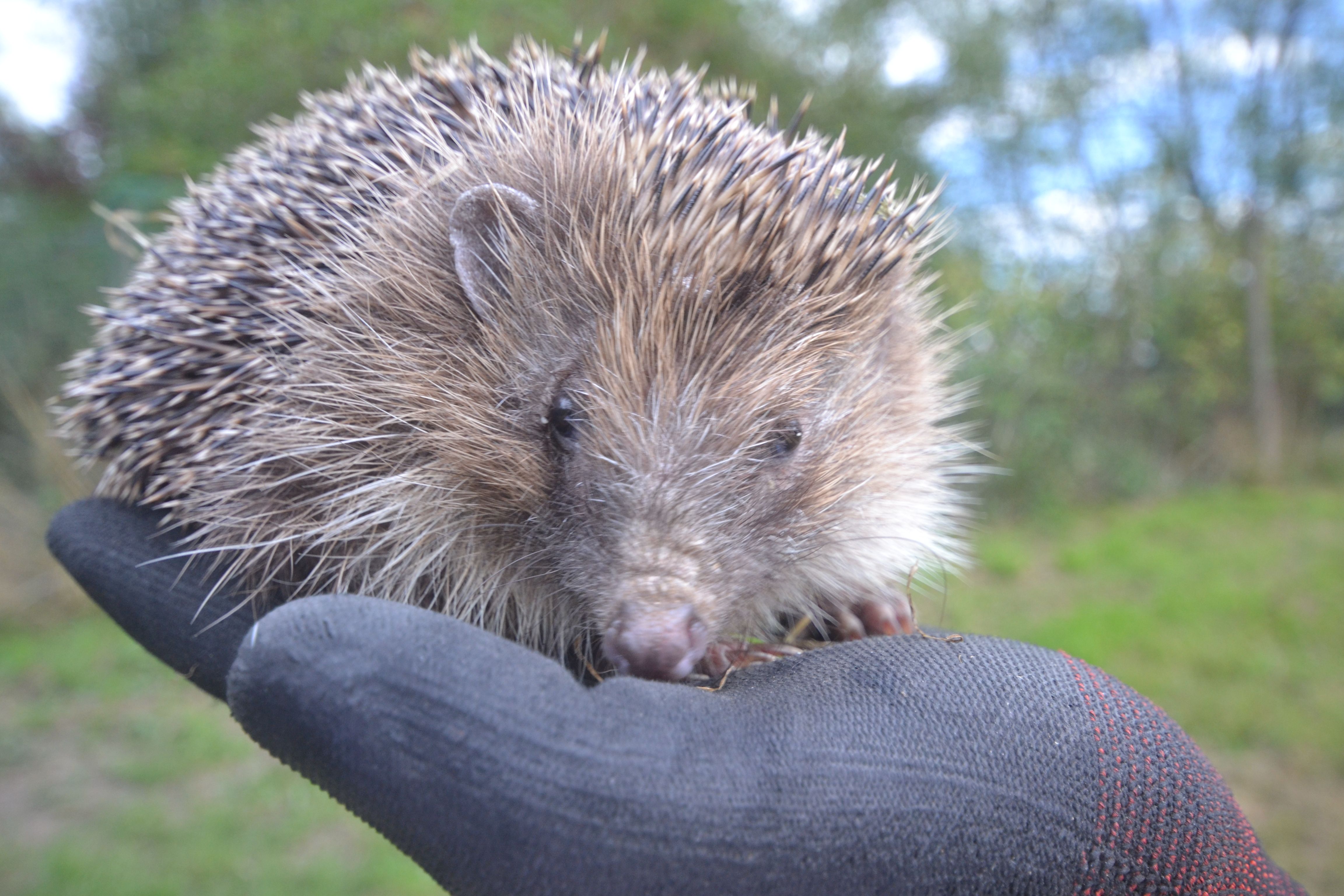 Hornbeam Wood Hedgehog Sanctuary