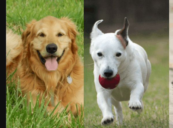 Cork Dog Action Welfare Group