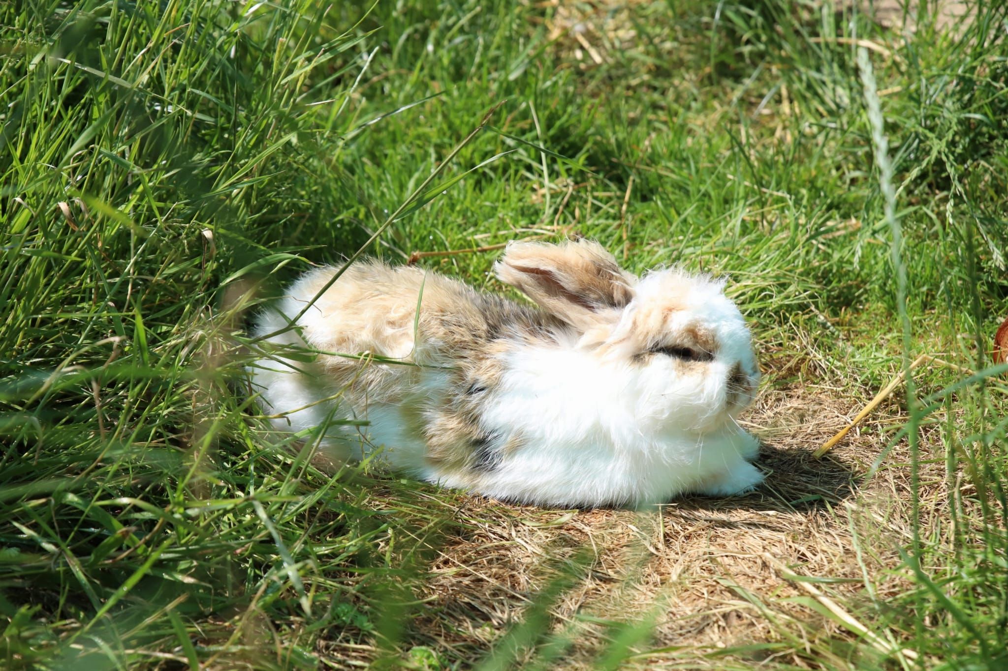 Pact Animal Sanctuary