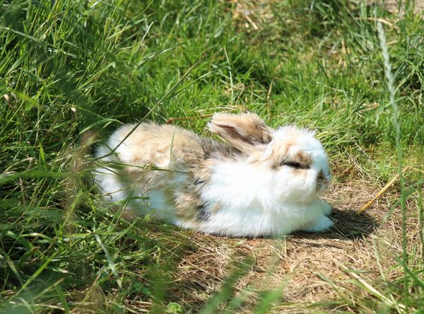 Pact Animal Sanctuary