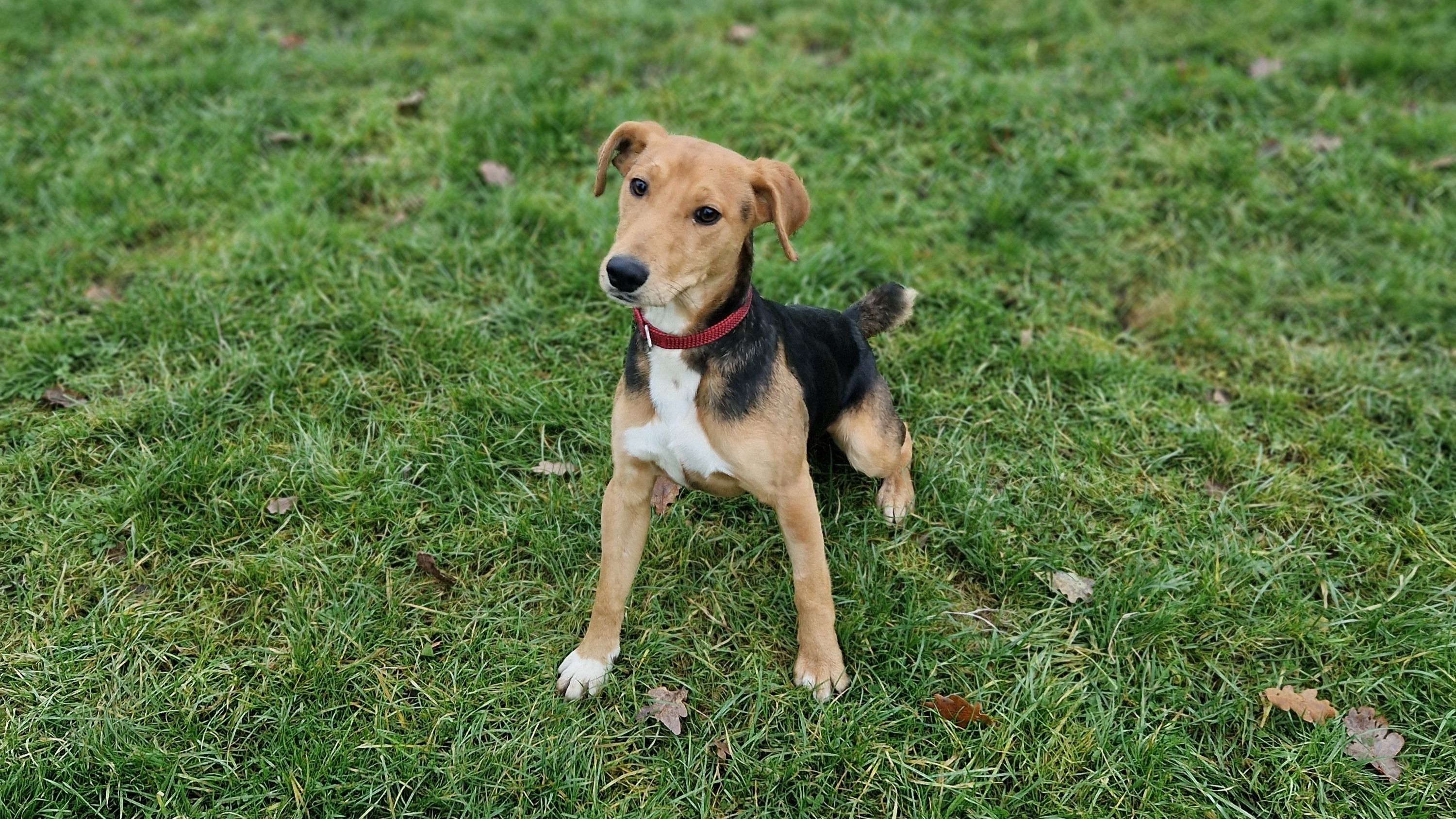 Pact Animal Sanctuary