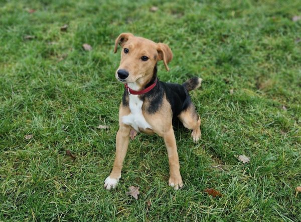 Pact Animal Sanctuary