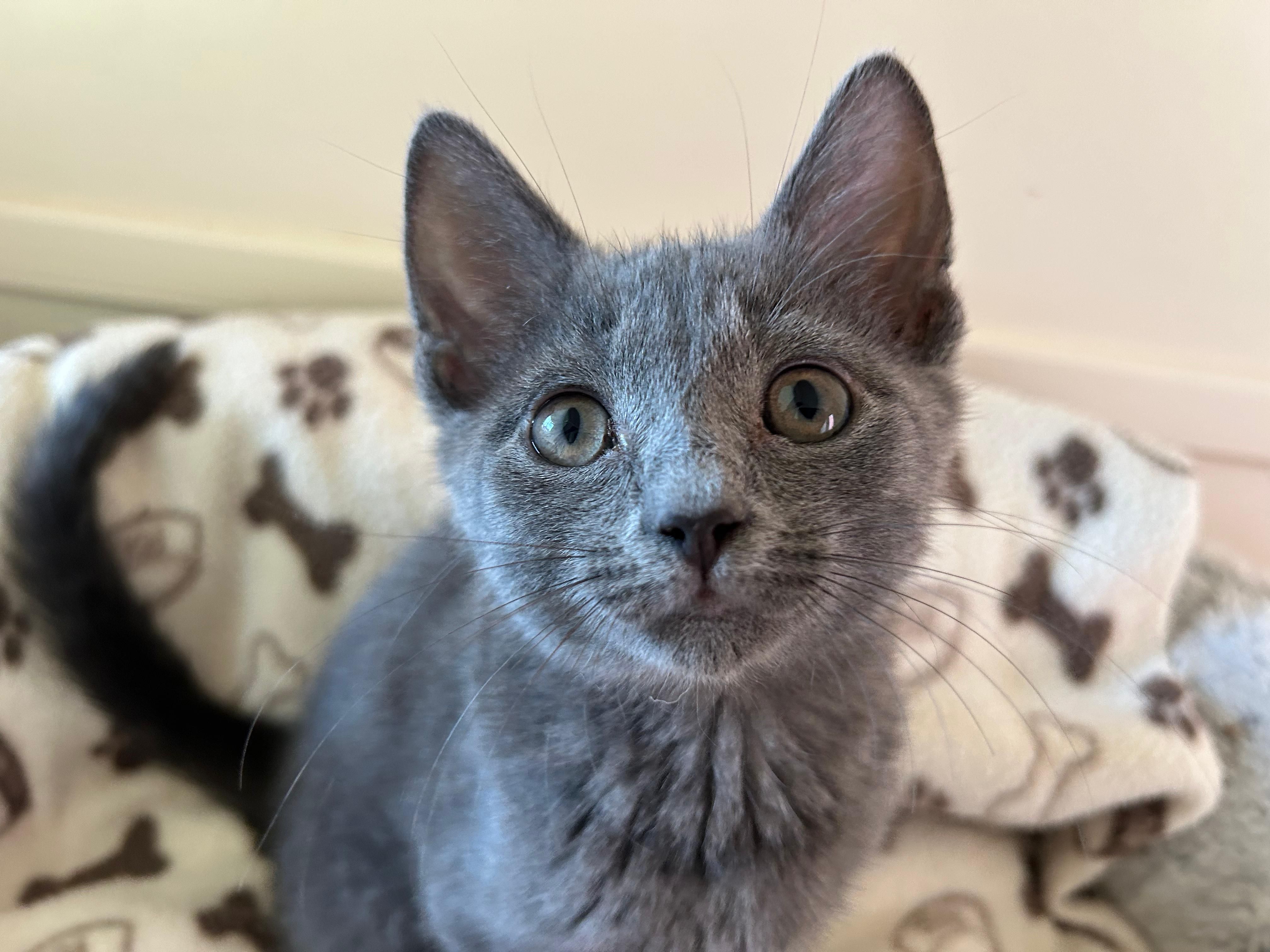 Pact Animal Sanctuary