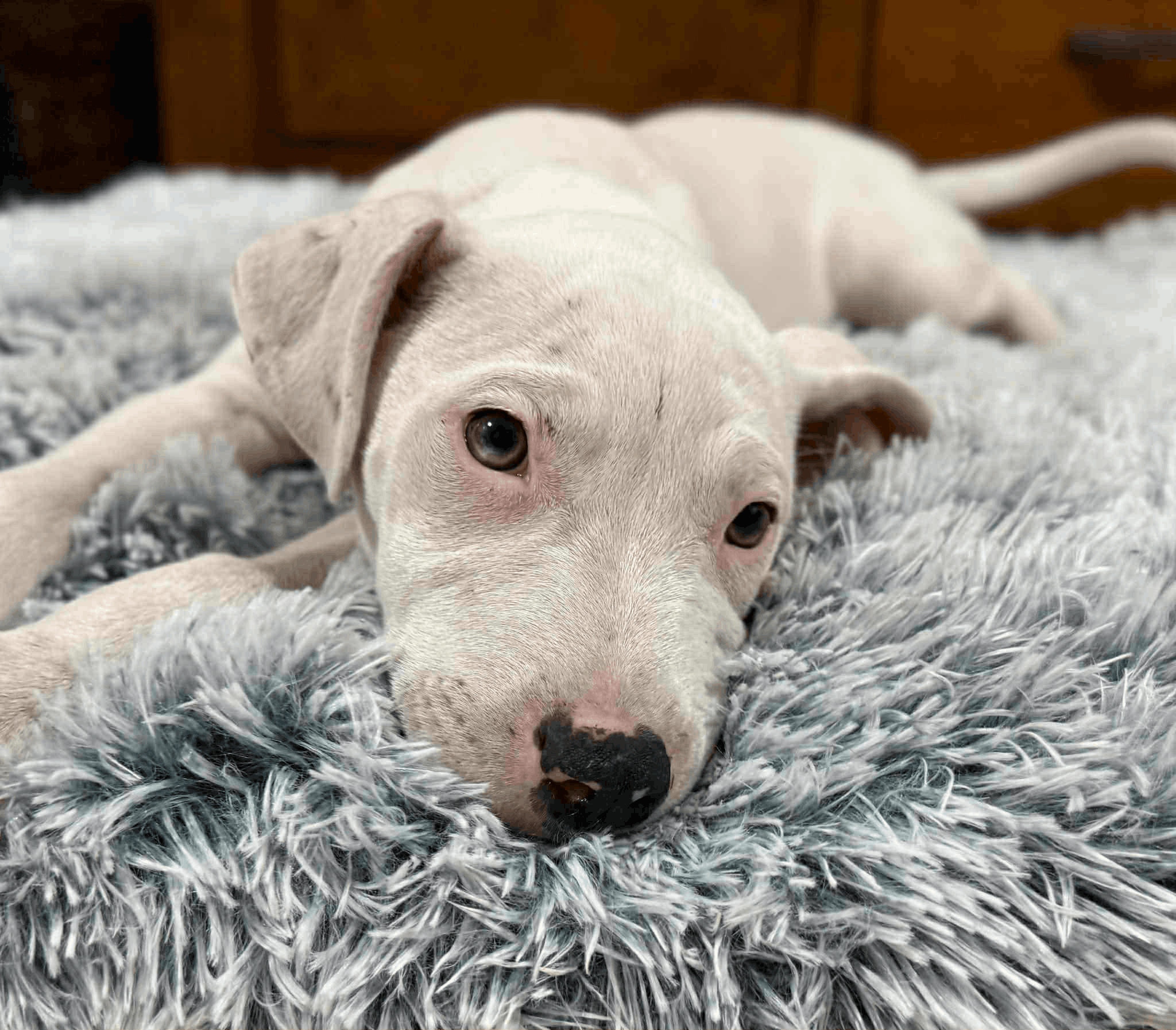 Angel-Paws Inc. Dog & Cat Rescue