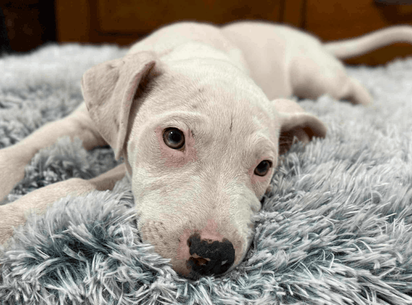 Angel-Paws Inc. Dog & Cat Rescue